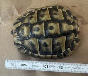 Griechische Landschildkröte